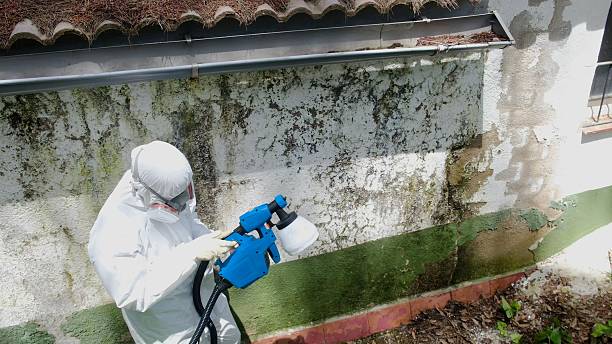 Top rated local Mold Remediation specialists in Grantville, PA